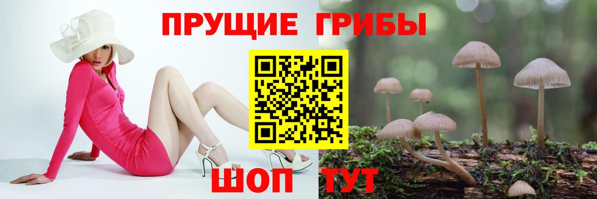 Псилоцибиновые грибы Cubensis  Псилоцибиновые грибы GOLDEN TEACHER  Вход с VPN  как найти закладки  Ачинск 